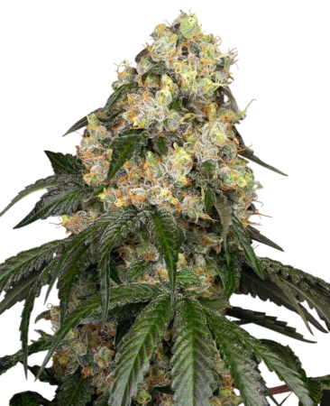 Sensi White Biscotti OG XXL 3+1 Feminisiert Sensi White Biscotti OG XXL 3+1 Feminisiert